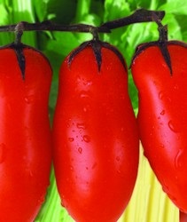 Pomodoro San Marzano. Regione Campania apre alla tutela del fresco