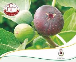 fichi