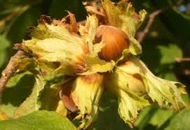 Alleanza Cooperative Campania. Danni ai noccioleti e ai noceti a causa del vento
