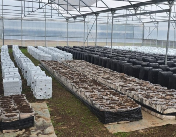 Cooperativa Terra Felix. Parte il progetto “C.R.eA. – Coltivare responsabilità e alternative in agricoltura” presso la Casa di Reclusione  di Carinola (Ce)