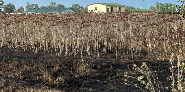 Ondata di incendi e atti intimidatori nei terreni confiscati al Sud. La condanna di Legacoop e Legacoopsociali: “Saremo al fianco delle nostre Cooperative che sono in prima linea contro i clan”.